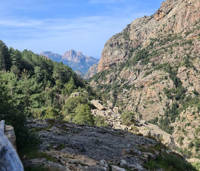 La foret d'Aitone