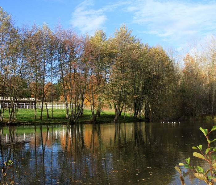 Pond