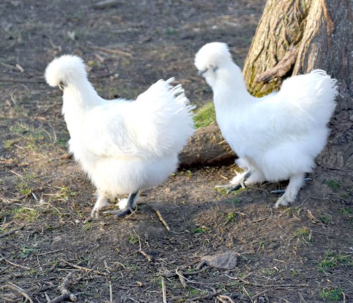 Les poules de soie