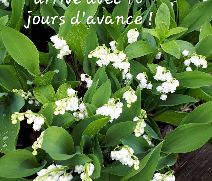 Le muguet est arrivé avec 10 jours d'avance - Moncoutant