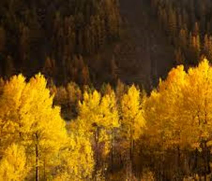 L'automne en montagne