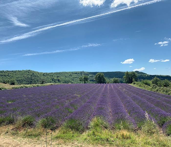 Champs de lavande