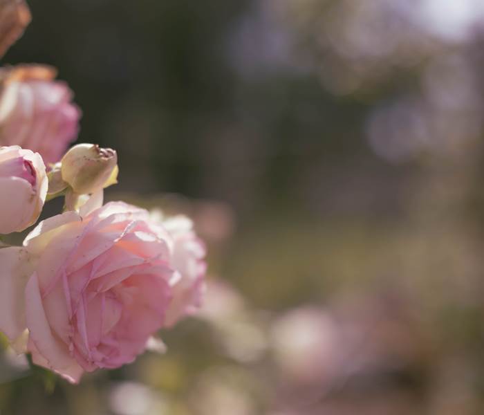Roses roses