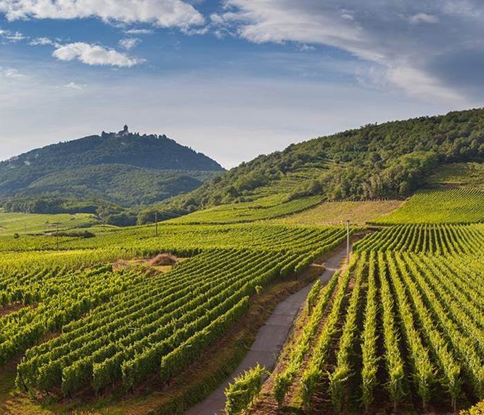 vignes du gaillacois - AOC - AOP vins de Gaillac