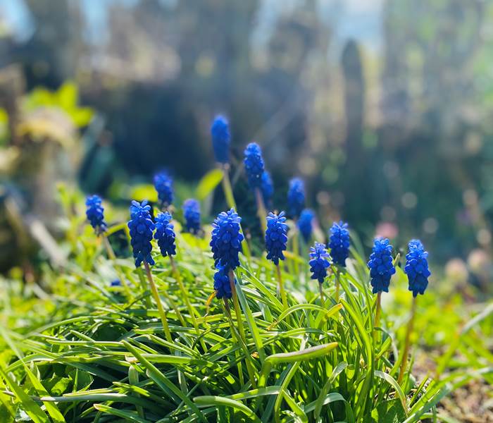 fleursdemuscari-printemps-nature-chambredhôte-hautecorrèze