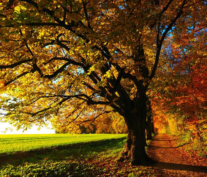 Immersion dans la nature