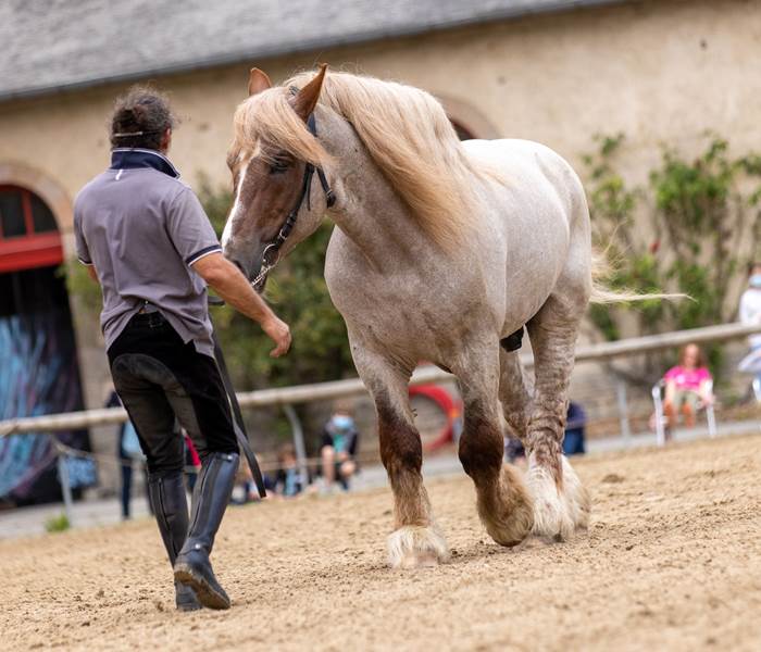 Présentation chevaux au Haras National d'Hennebont