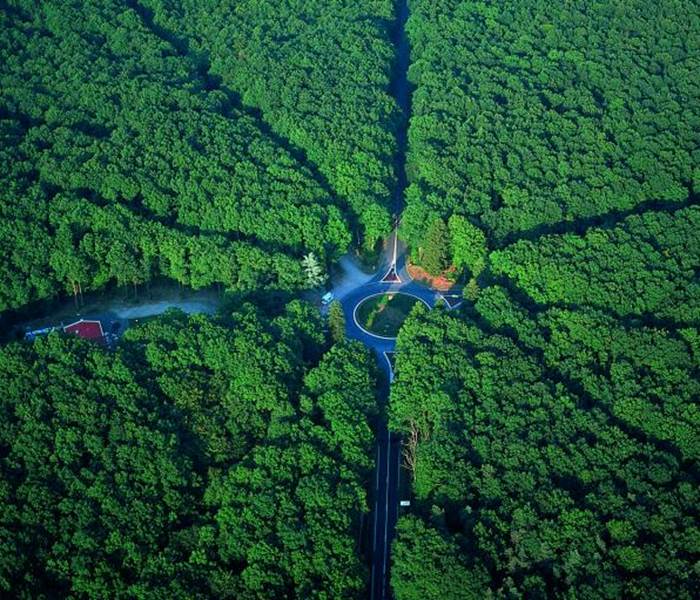 Forêt de Tronçais