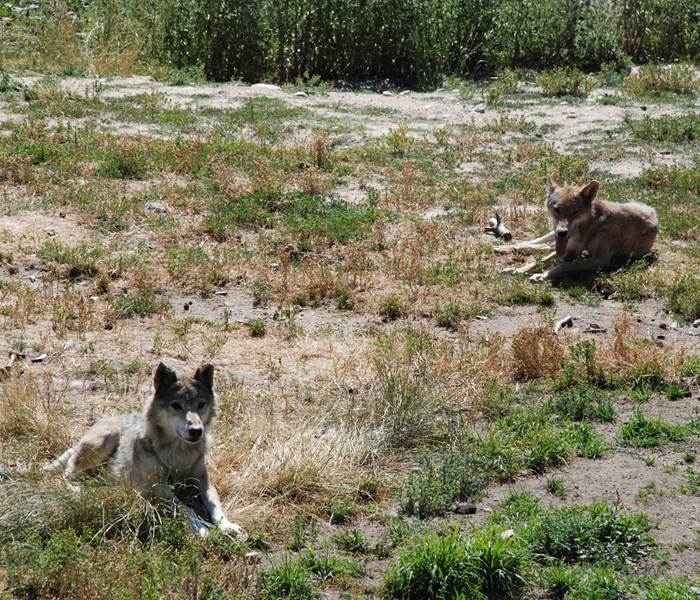 Les Chalets de la Margeride: Couple de loups