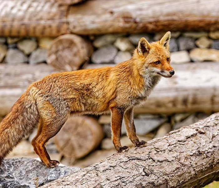 Le renard - Parc animalier de Serre-Ponçon