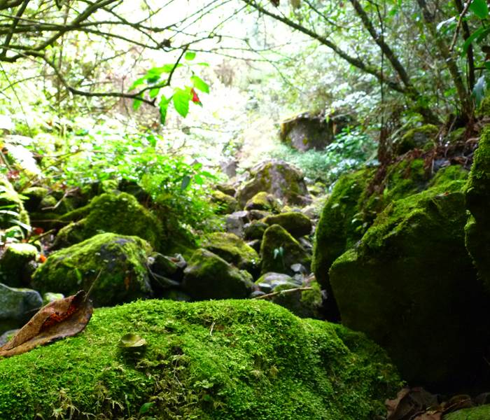 L'Orée du Maïdo - forêt primaire de Bébour