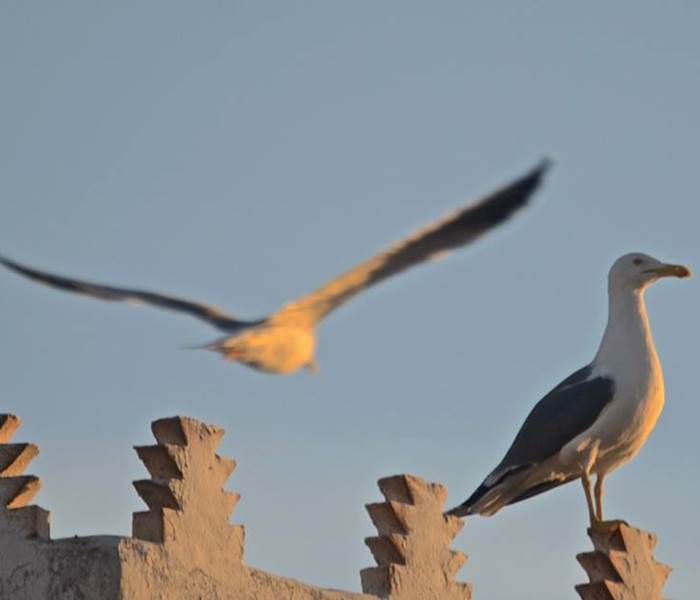 Les mouettes d'Essaouira