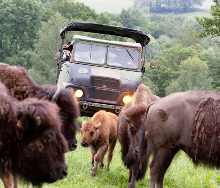Elevage des bisons