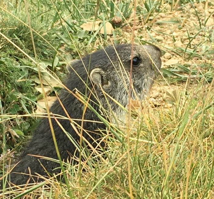 Bareges Marmotte au Pont de la Gaubie