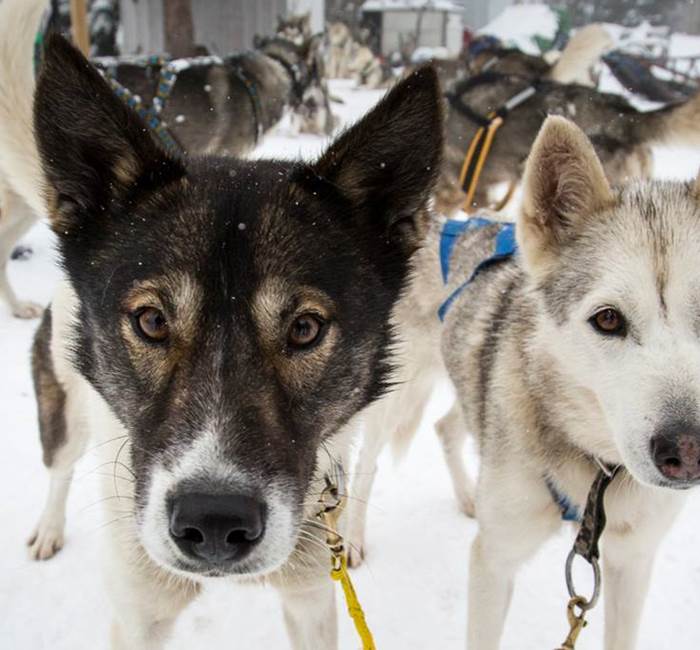Bareges Chiens de traineau ©OTVG