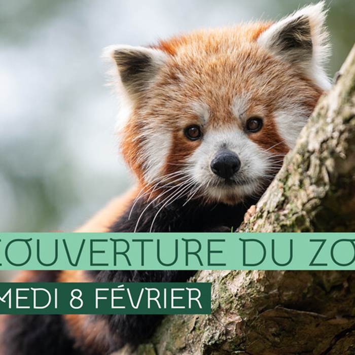 Panda roux - Thomas Lo Presti - Dicom/Ville de Lille-photo-news