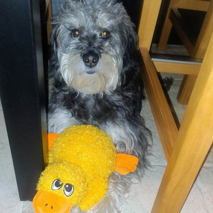 Suzie le chien du 16 bis dite hotel
