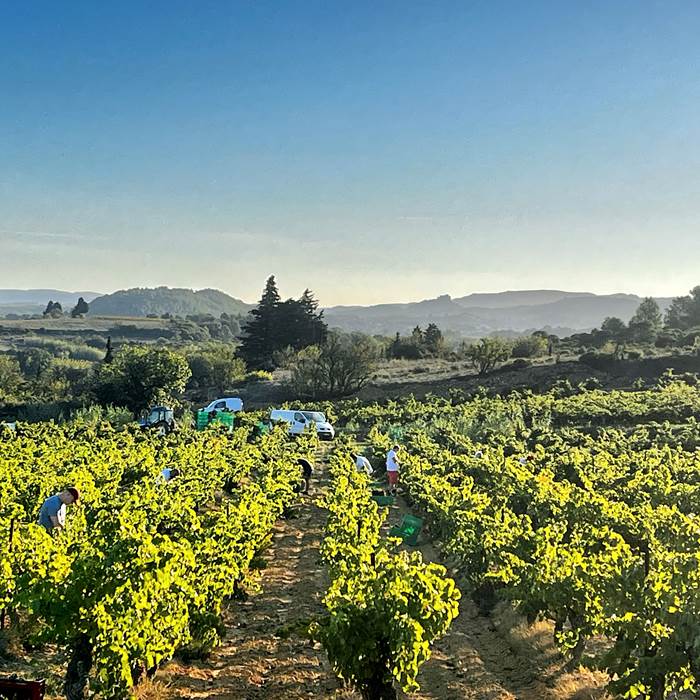 vendanges manuelles du grenache-photo-news