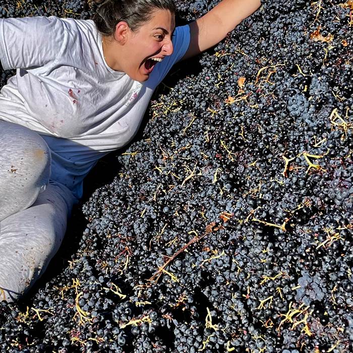 les carignans font leur star !-photo-news