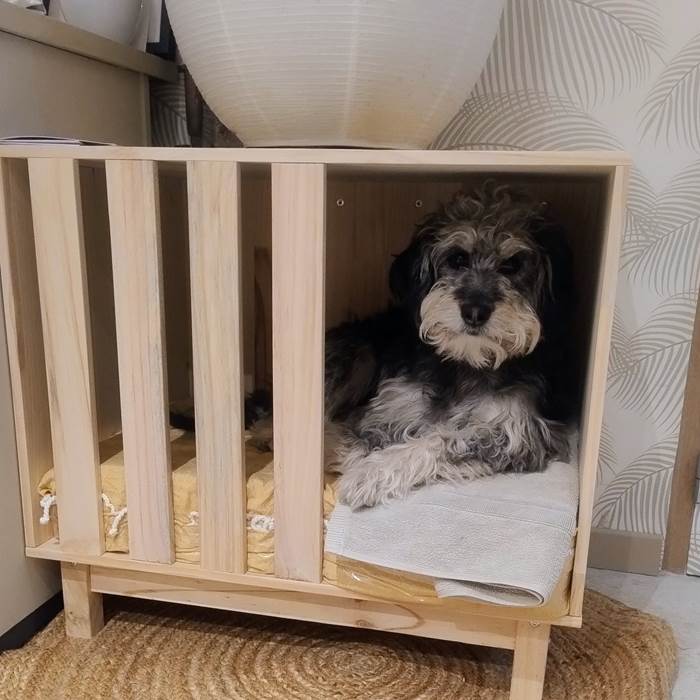 Mon chien voyage avec moi