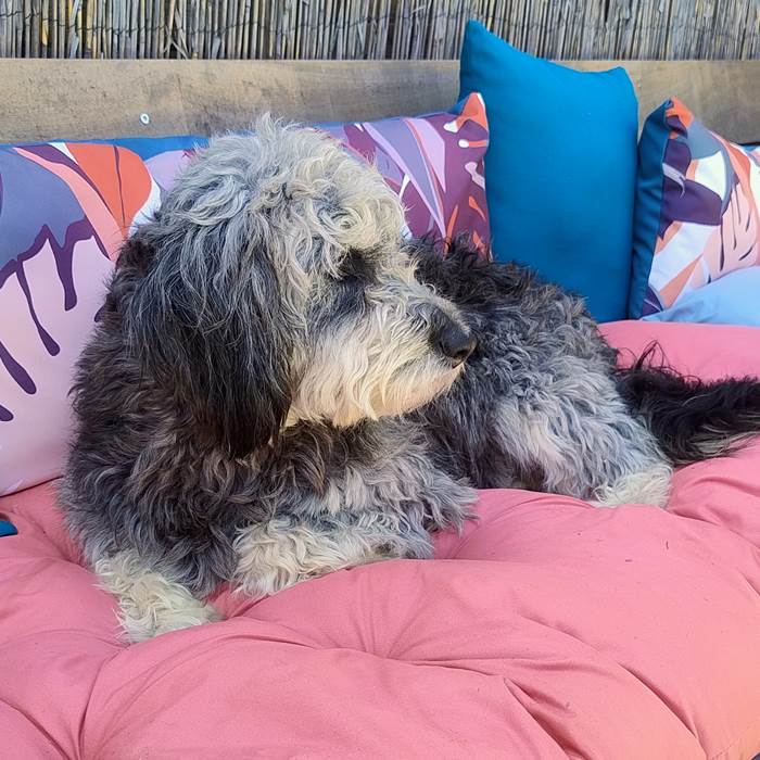 gîte acceptant les chiens