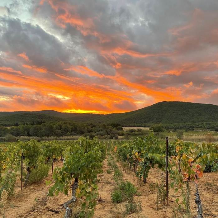lever de soleil à la vigne-photo-news