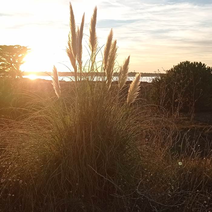 Coucher de soleil île de Ré