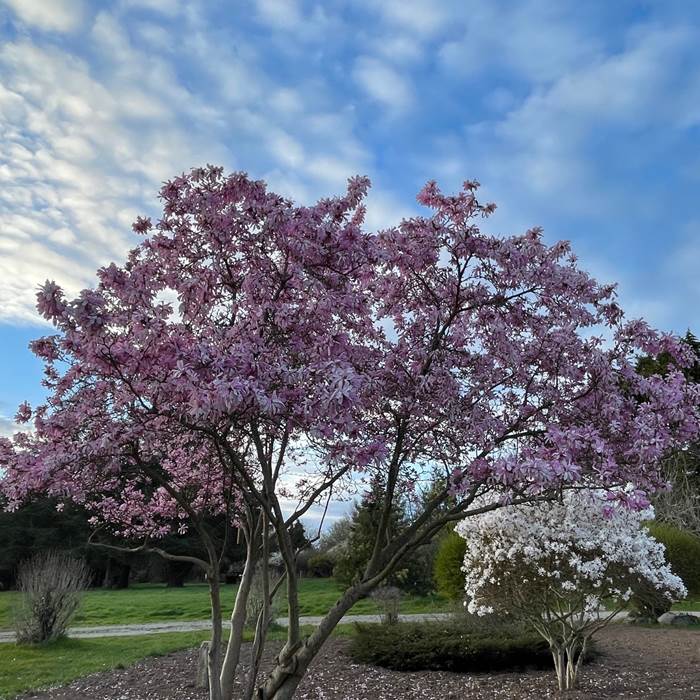 magnolias-en-fleurs-printemps-parc-maison-vacances-baden-golfe-du-morbihan-bretagne-photo-news