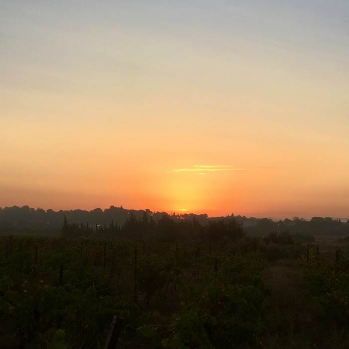 lever de soleil à la vigne-photo-news