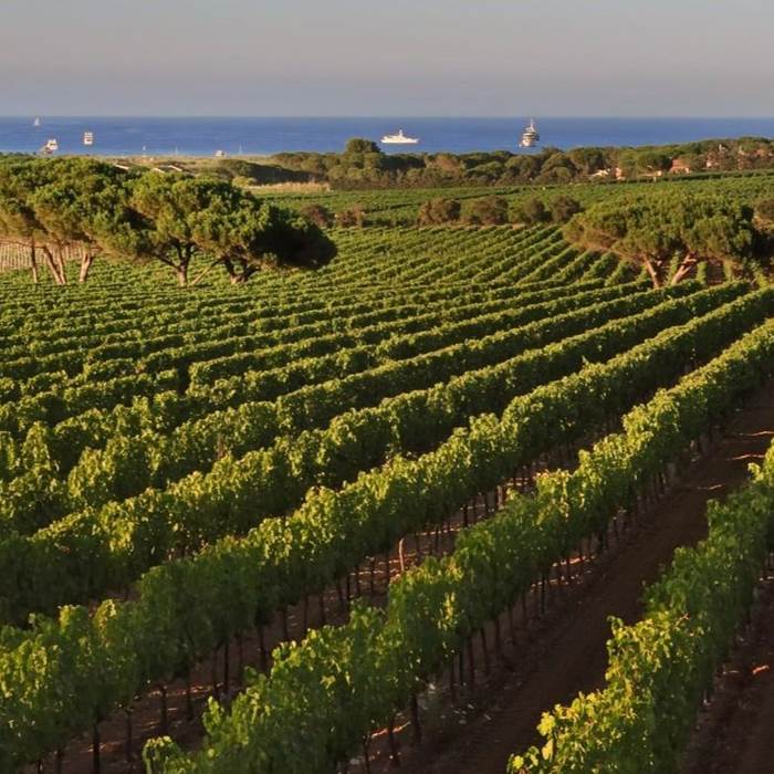 vignoble-gaillac-marssac-albi-occitanie