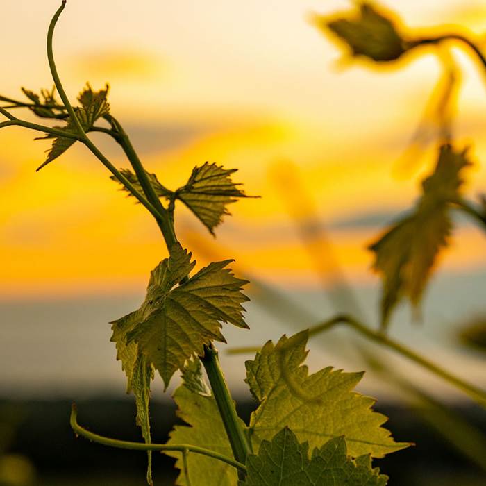 vignoble-occitanie-gaillac-marssac-albi