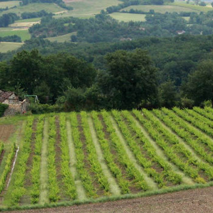 Gaillac_vignes-vignoble-vin-16 bis gite hotel