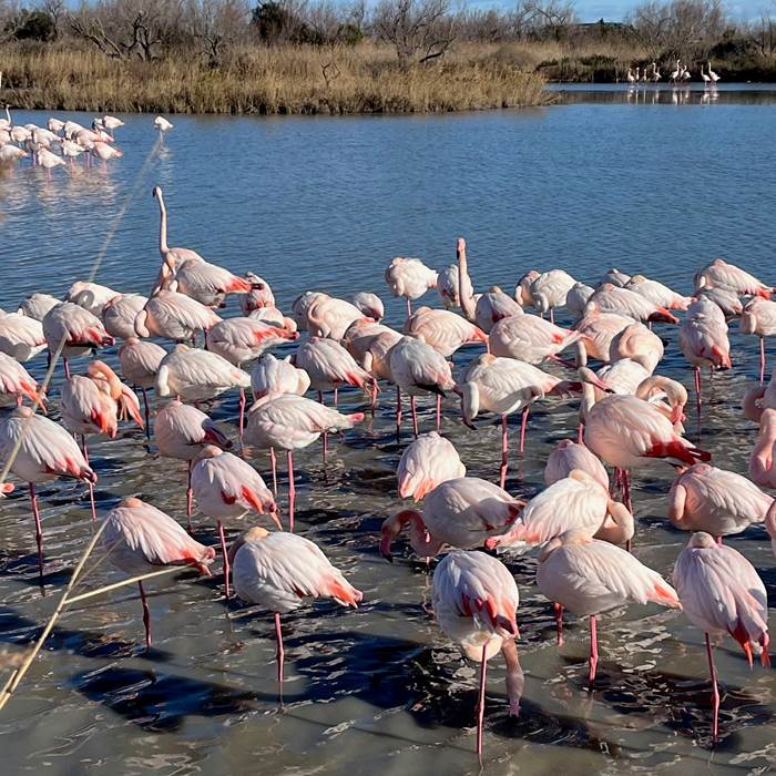 Flamants roses marcelle en camargue-photo-news