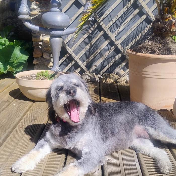 Vacances avec mon chien
