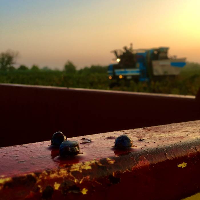 vendanges de nuit pour conserver les arômes-photo-news