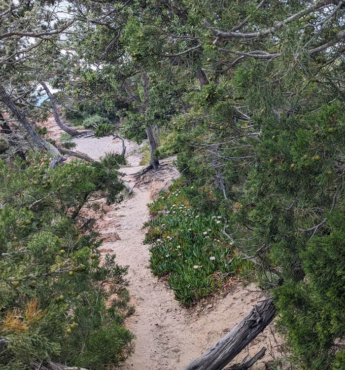 chemin-sable-nature-preservee