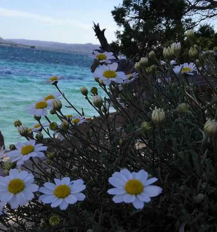 fleurs-sauvages-plage-benedettu
