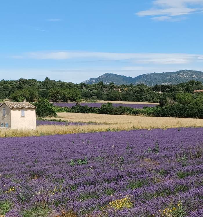 LES LAVANDES PROVENCALES