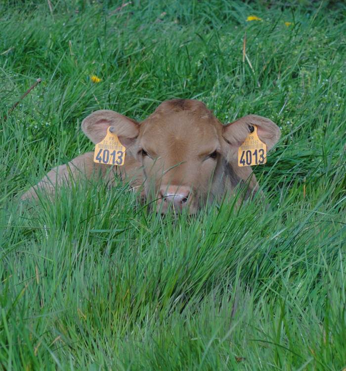 Le bonheur est dans le pré