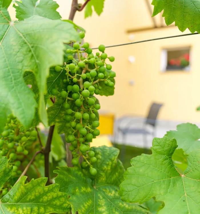 vignoble alsace les ambrades