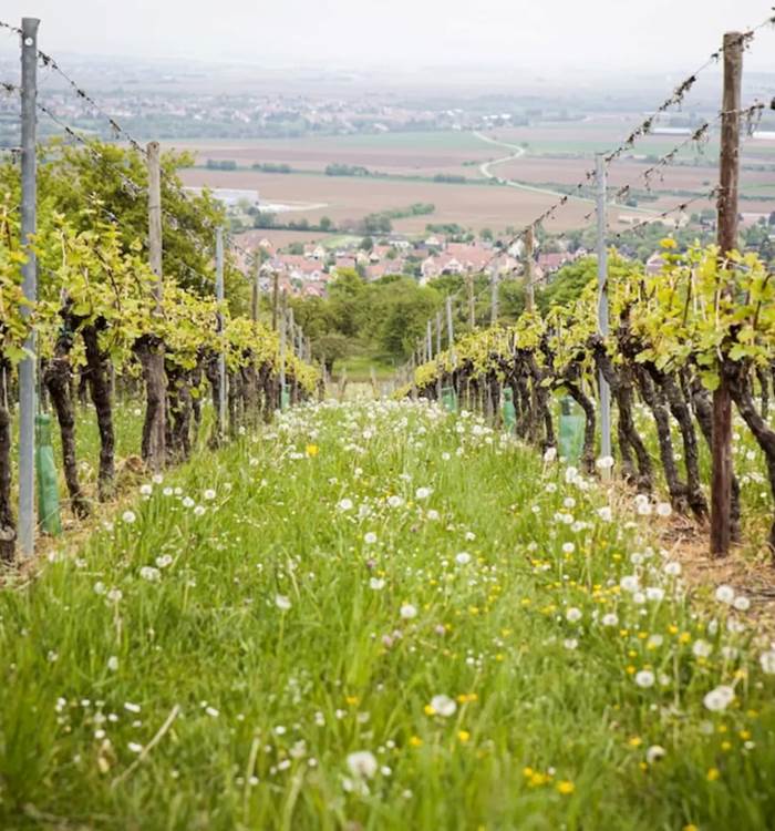 vignoble alsace