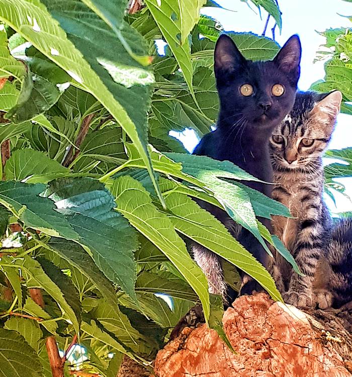 NOS COMPAGNONS