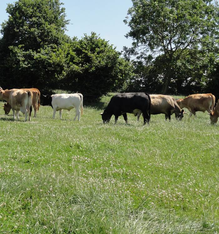 Ferme certifiée Agriculture Biologique