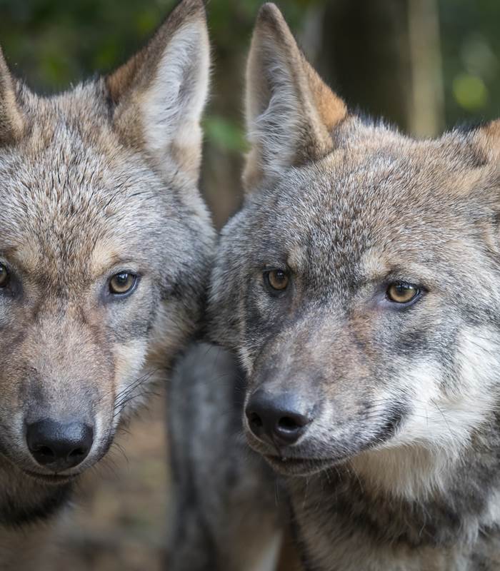 Photographie-Alain-Thimmesch-Loups-13102016-99-img-around