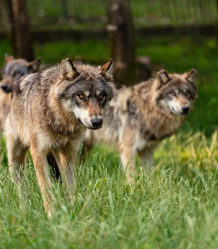 CRTLOccitanie0042615MD-img-around