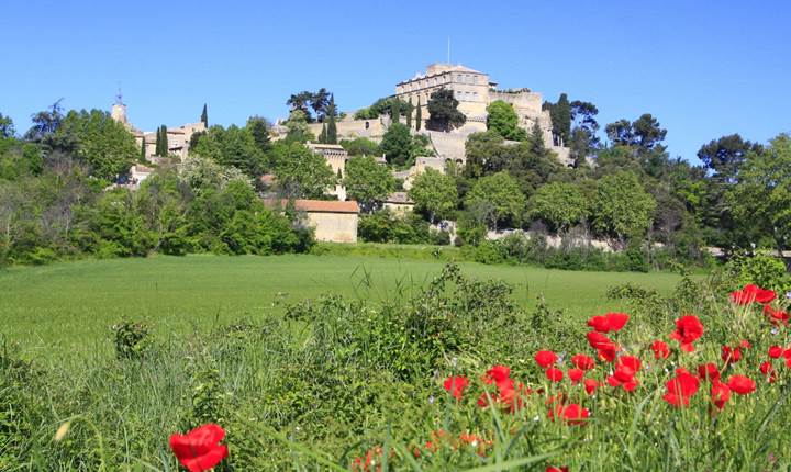 Champs de coquelicot