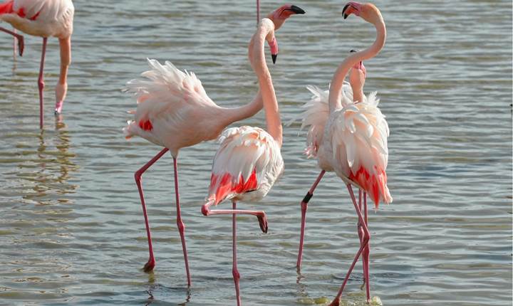 Flamants roses de Camargue - Beaute´ et e´le´gance des oiseaux emble´matiques