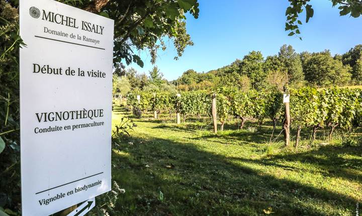 Visite dans la vignothèque.