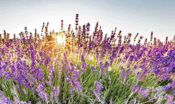 Lavande en fleurs