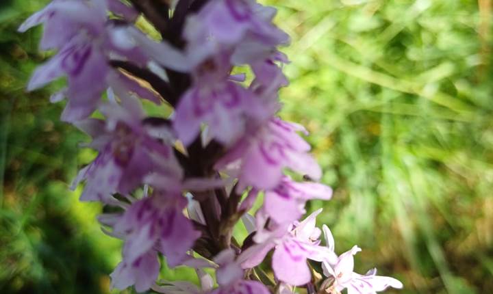 Orchidée au cirque de Gavarnie